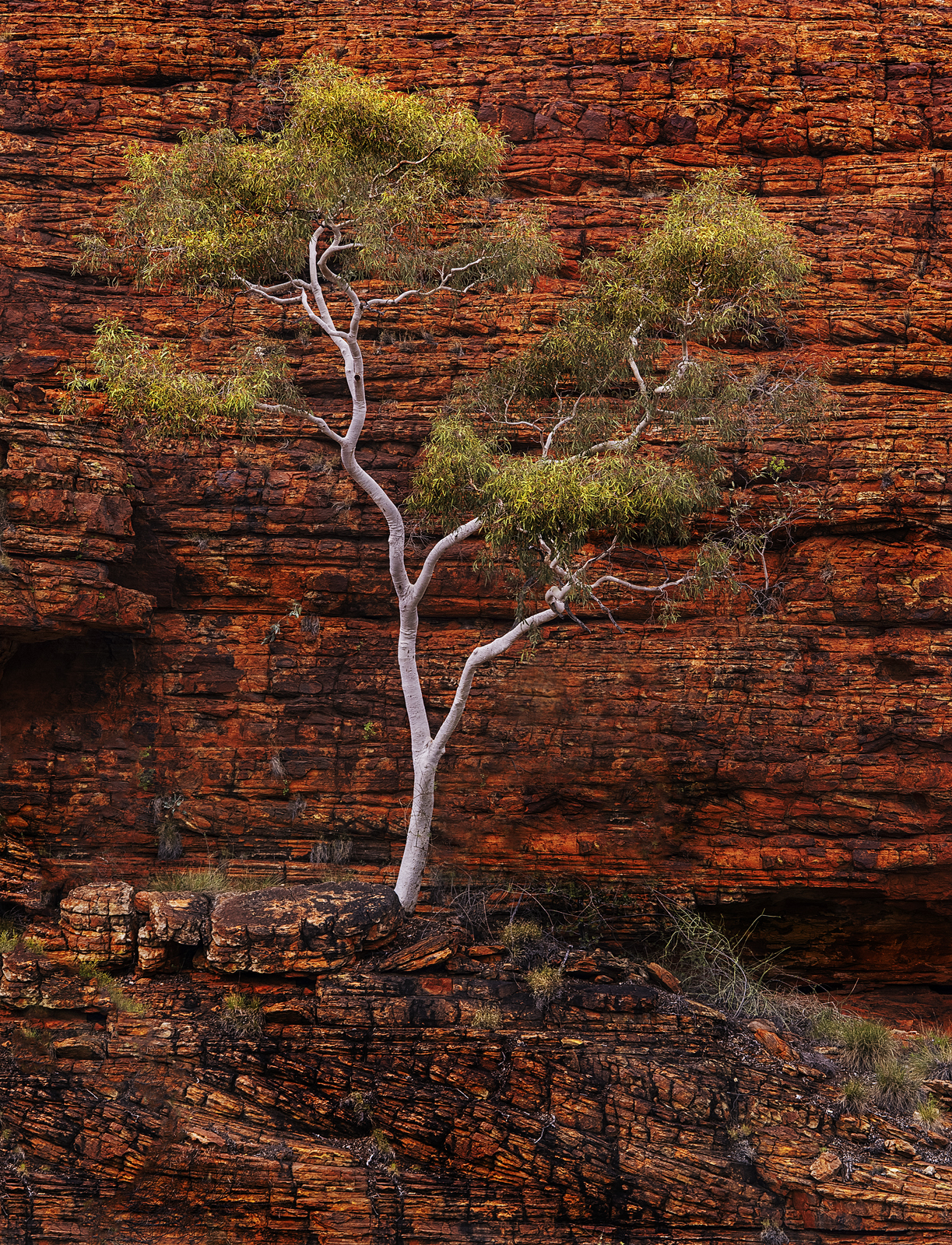 Kings Canyon Tree