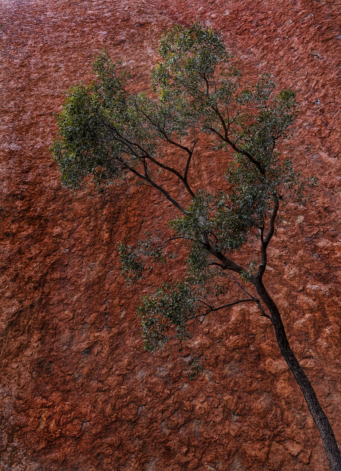 Uluru Tree